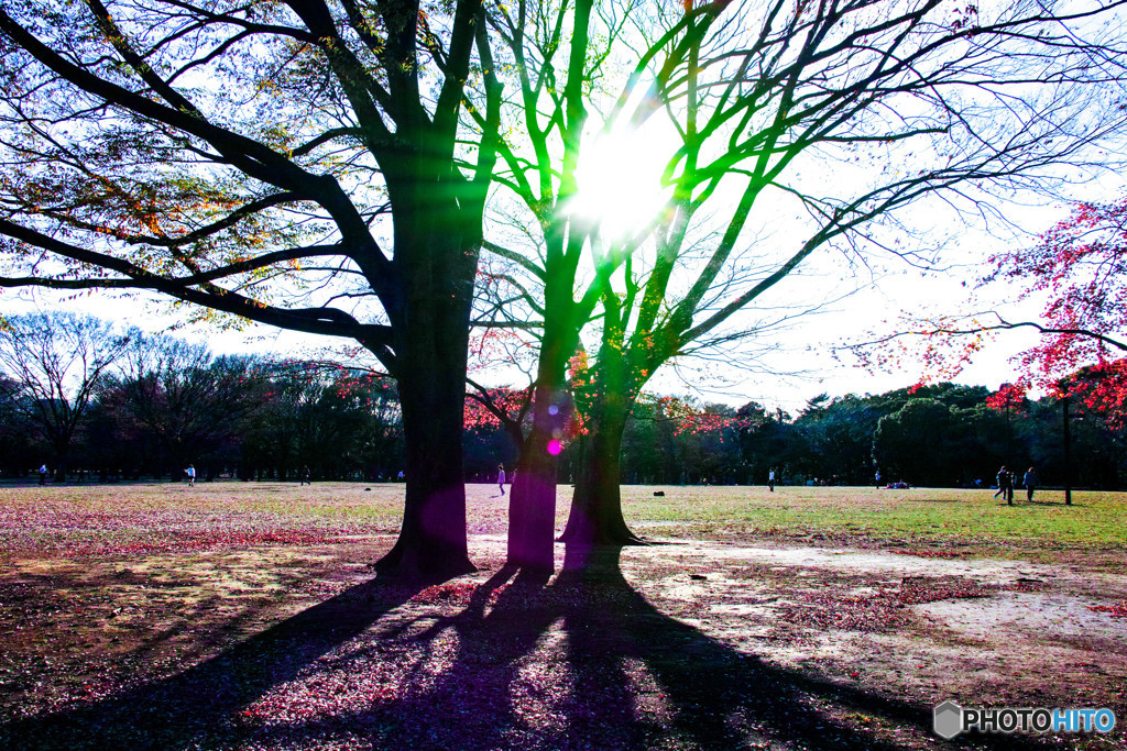 代々木公園