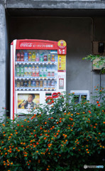 自販機