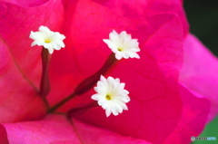 ブーゲンビレアの花