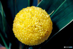 花ホタル