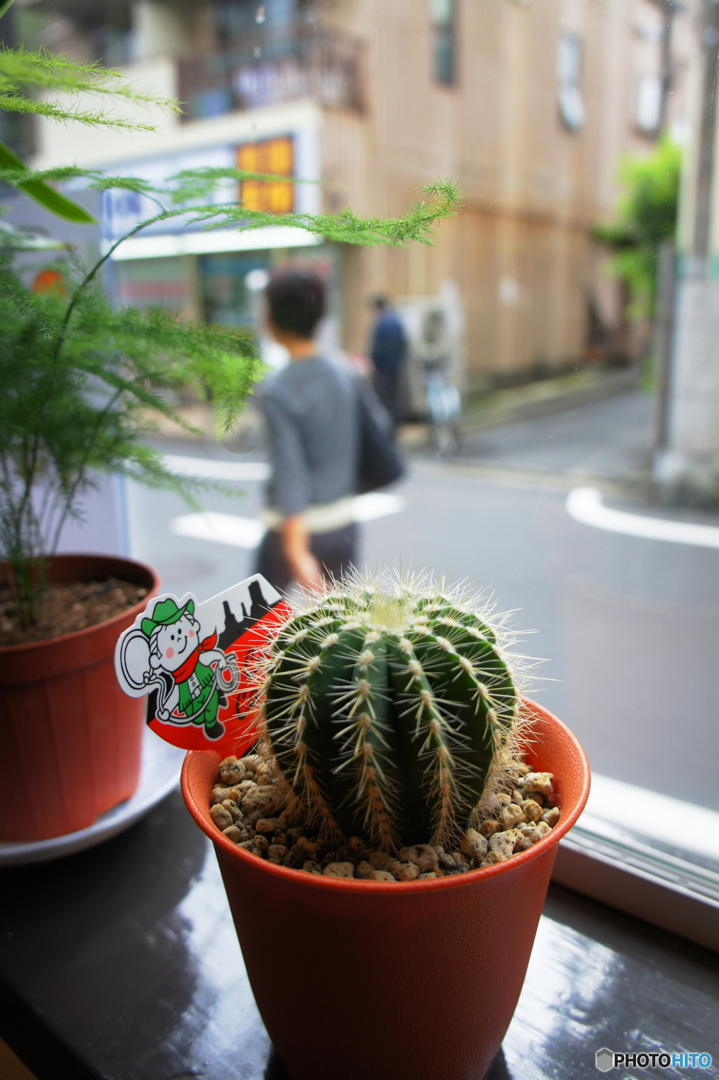 窓辺のサボテン