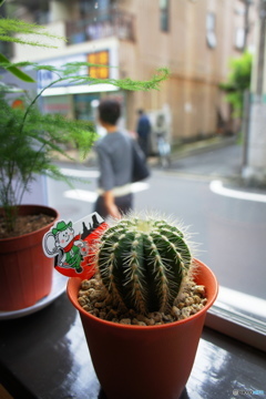 窓辺のサボテン