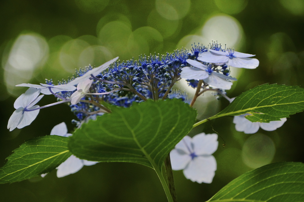 紫陽花