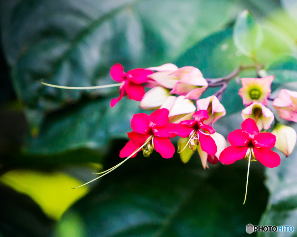 温室の花