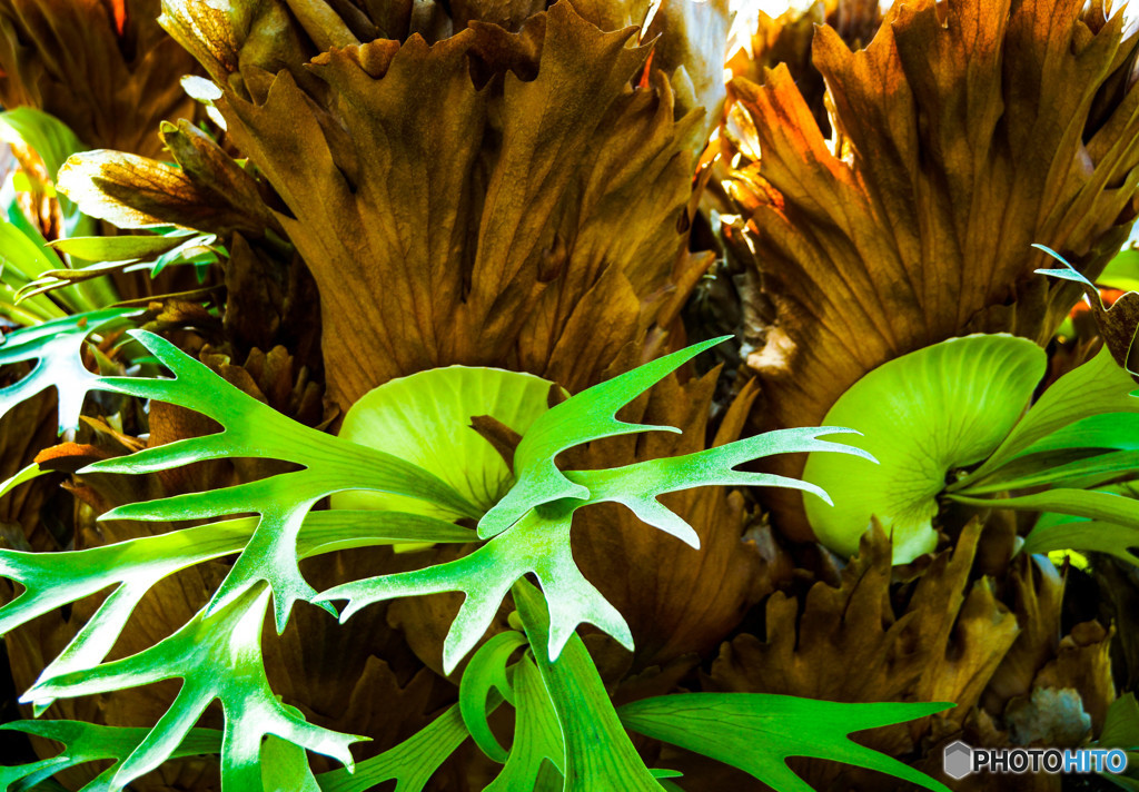 熱帯植物・ビカクシダ