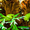 熱帯植物・ビカクシダ