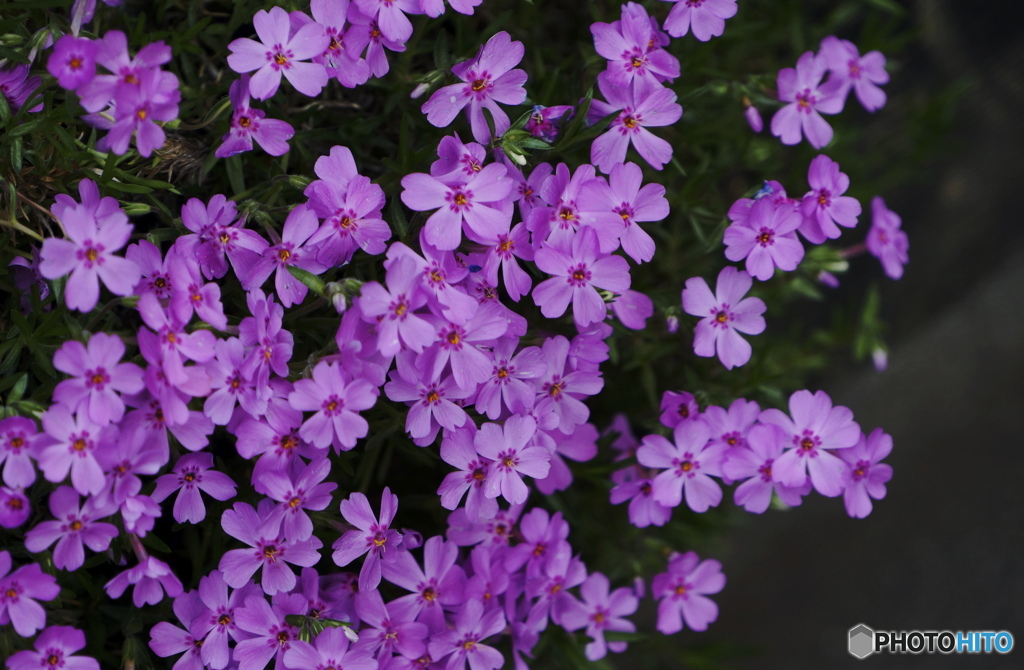 小さな花