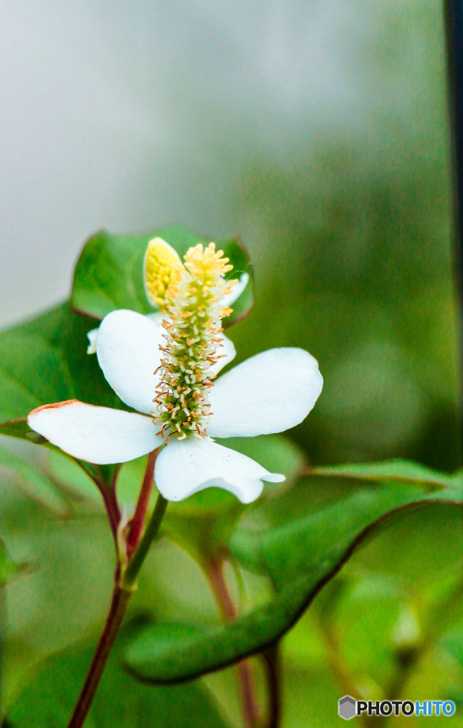 どくだみの花