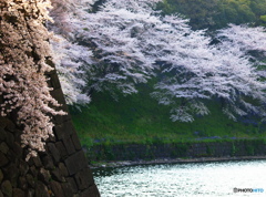 お堀の桜