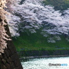 お堀の桜