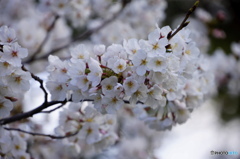 桜開花