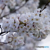 桜開花