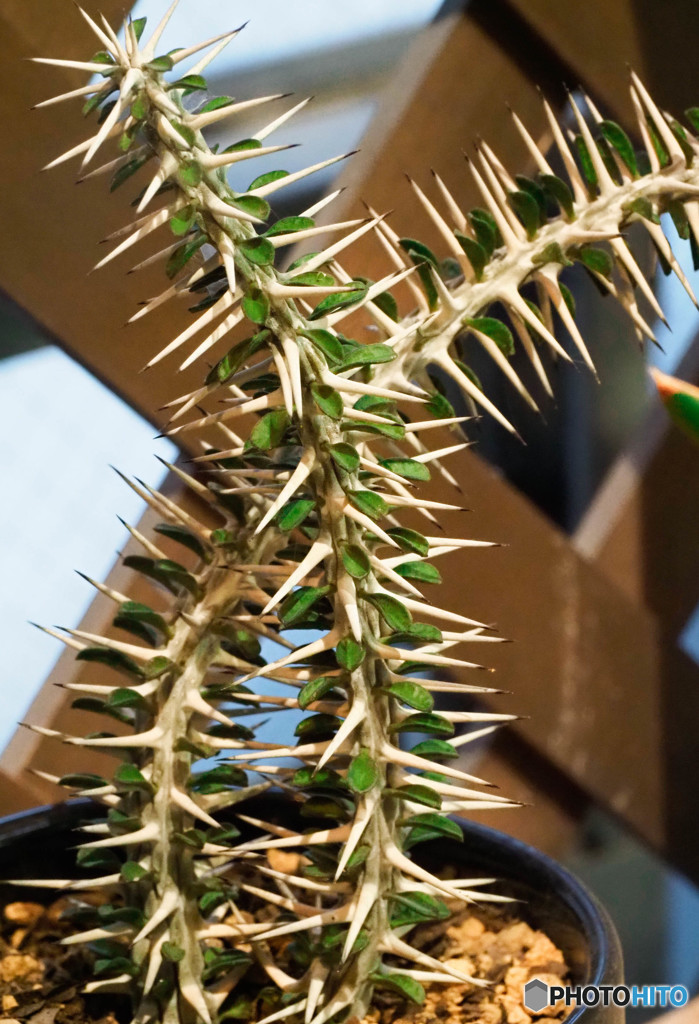 棘のある植物