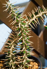棘のある植物