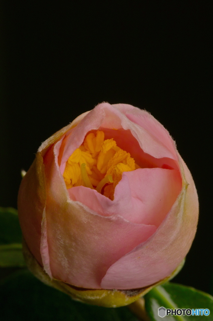 蕾