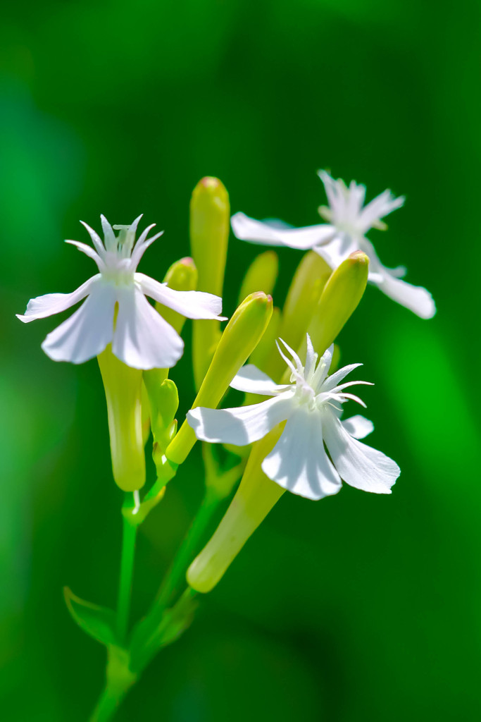 小さな花の世界