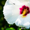 夏の花