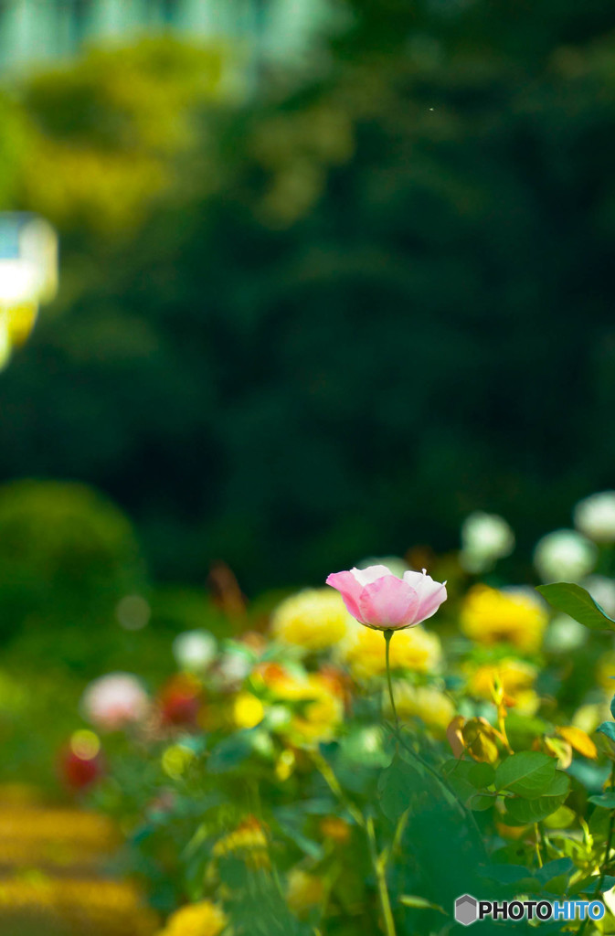 目を引く一輪の花