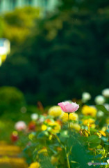 目を引く一輪の花
