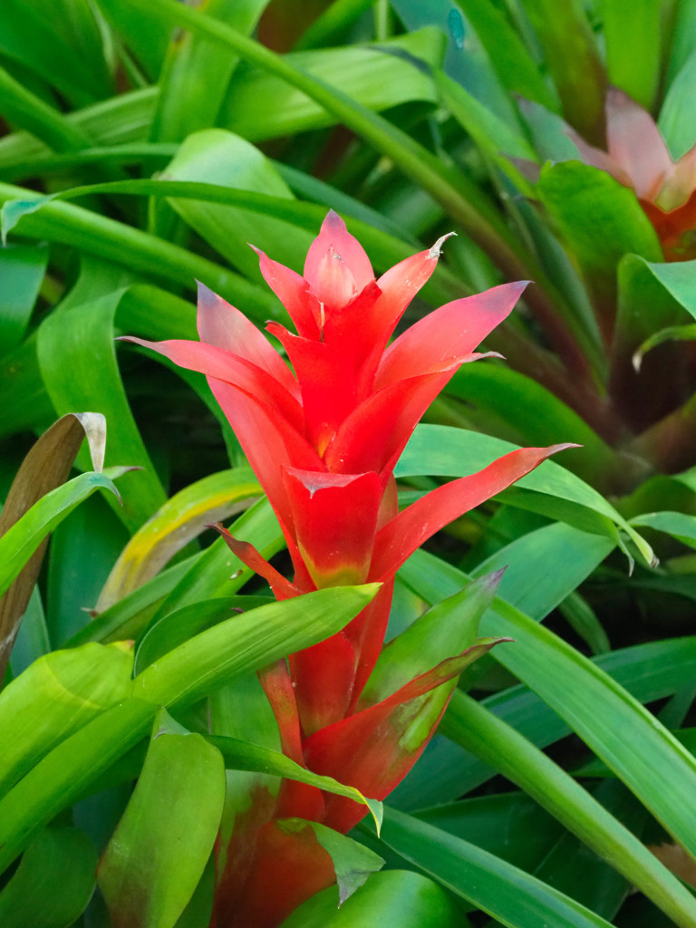 温室の植物