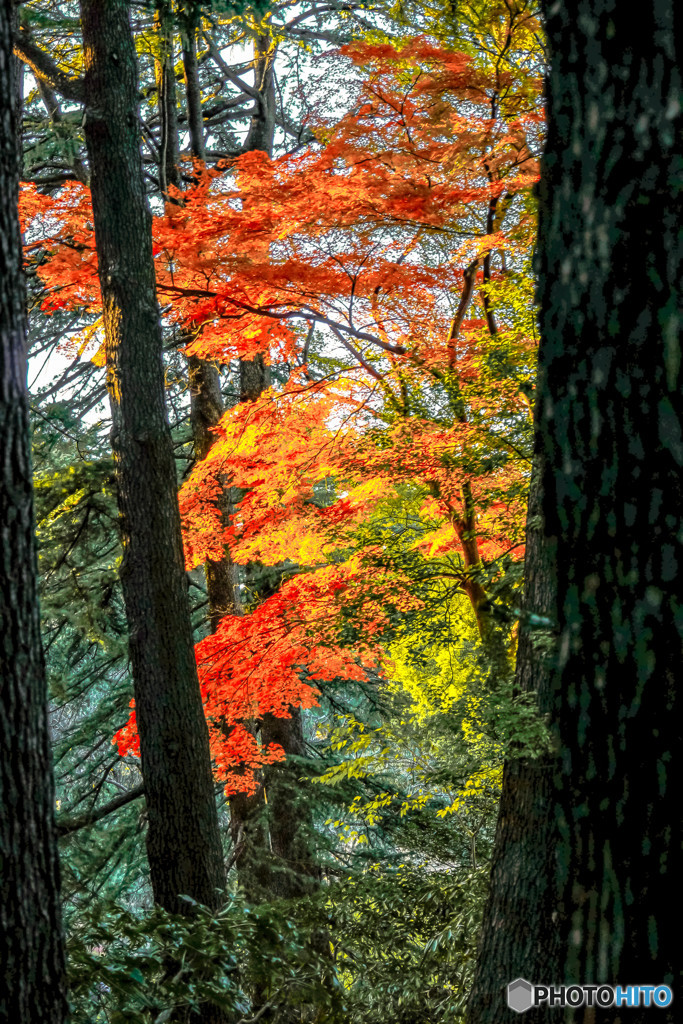 秋の風景