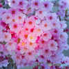 桜花