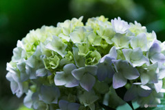 紫陽花