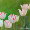 チューリップ