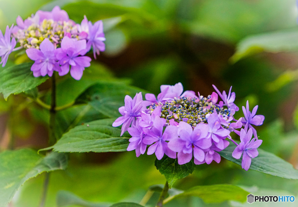 紫陽花