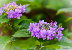 紫陽花