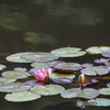 水面に咲く