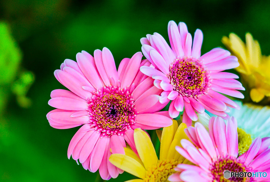 Gerbera