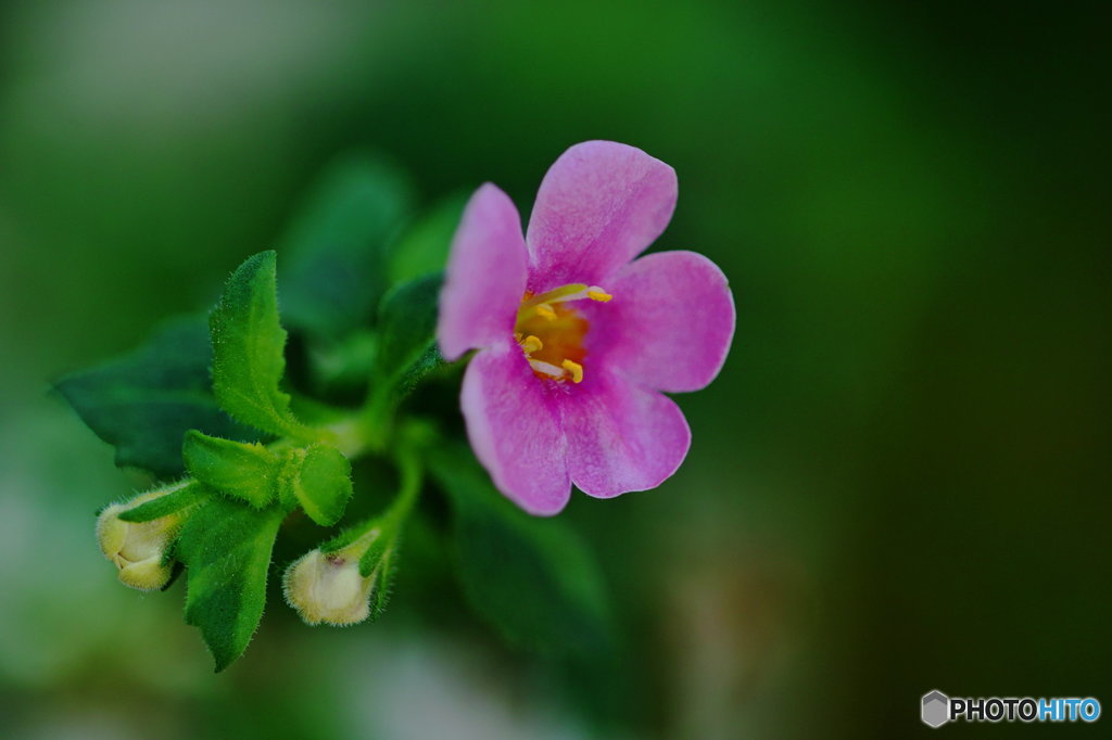 野の花