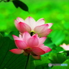 蓮　（１）