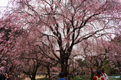桜に集う
