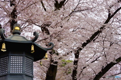 南蔵院の桜