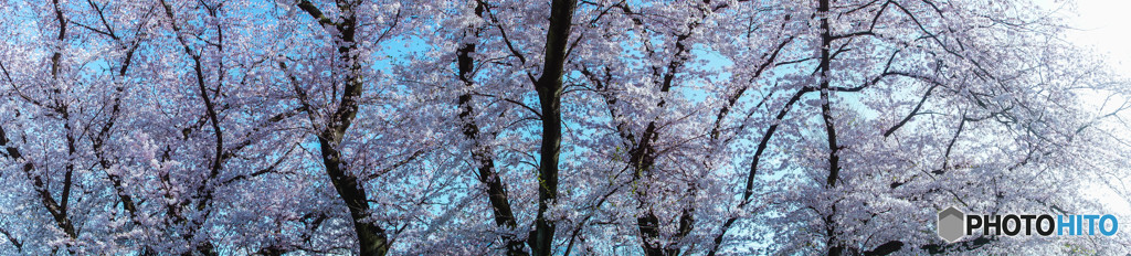 桜咲く