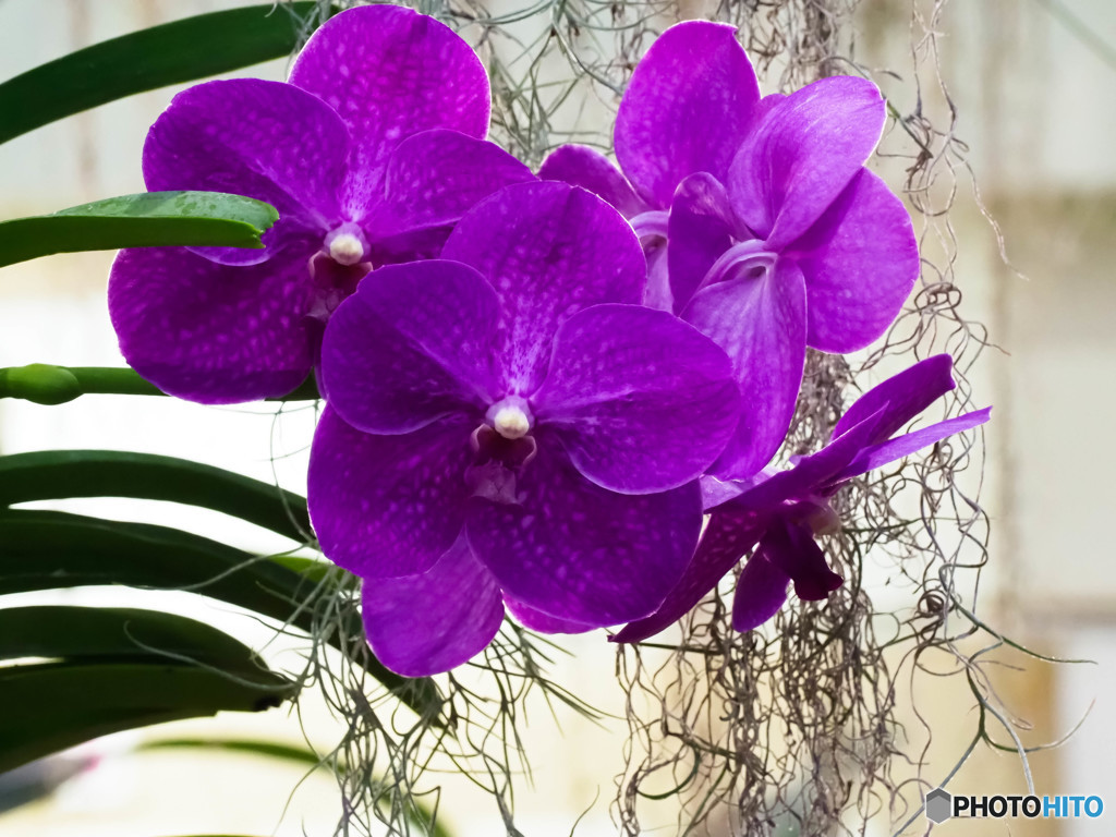 温室の花