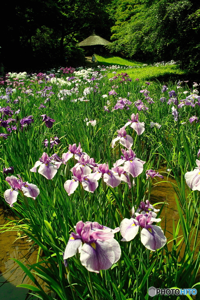 明治神宮の菖蒲