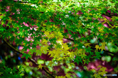 紅葉