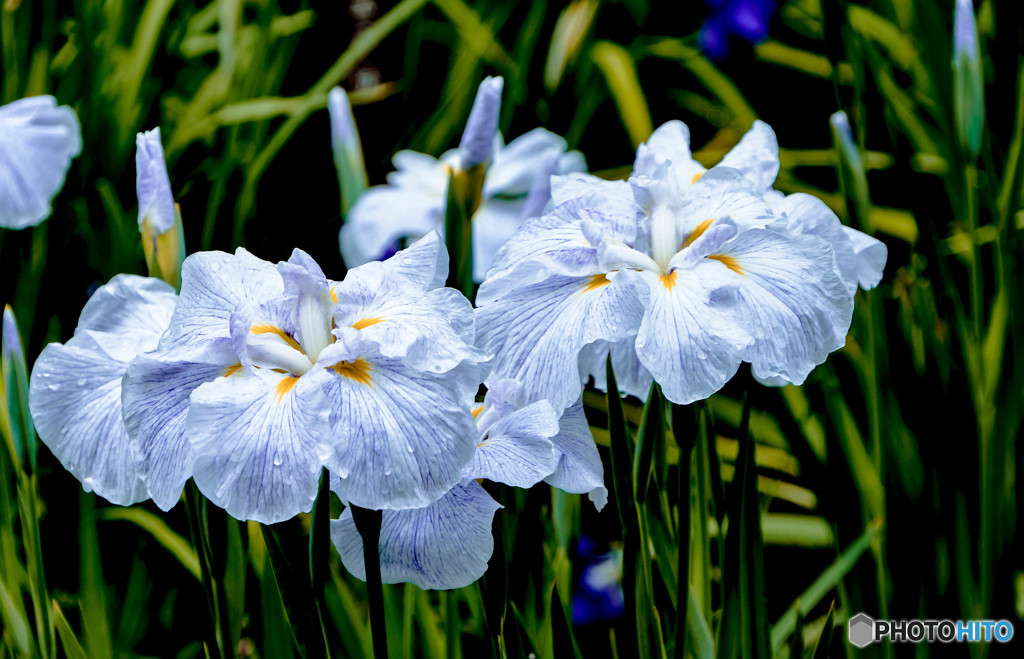 花菖蒲