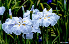 花菖蒲