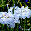 花菖蒲