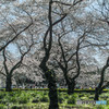 桜日和