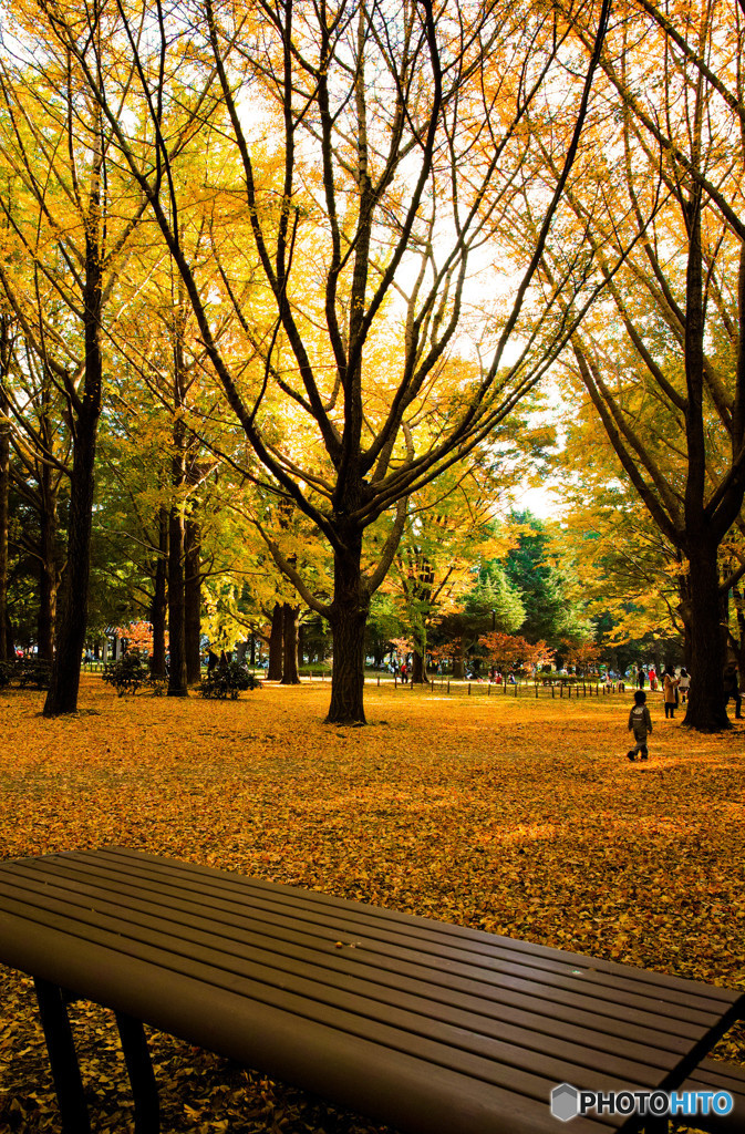 代々木公園の静かな秋