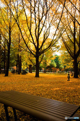 代々木公園の静かな秋