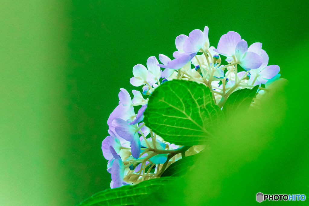 紫陽花