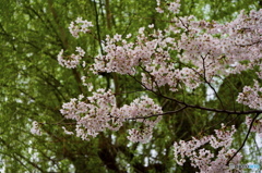 桜咲く