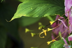 温室の花