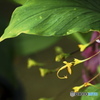 温室の花